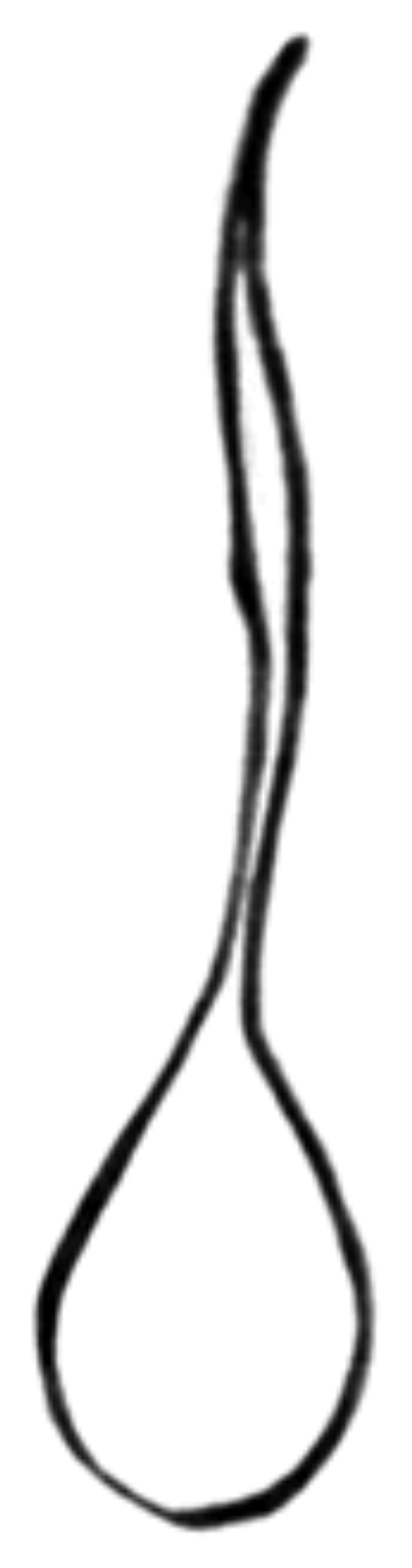 WILGOTNIAK